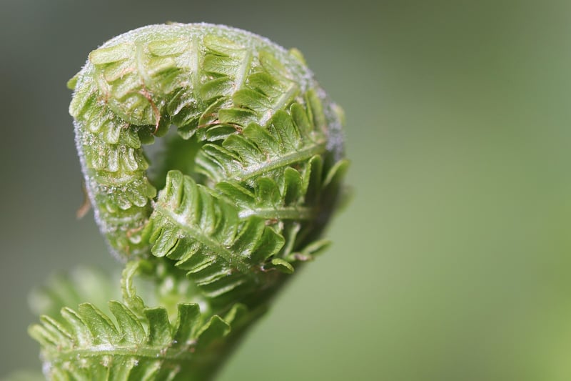 Phoenix Feather Fern