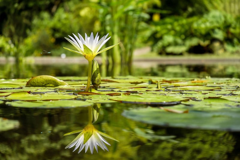Mermaid's Tear Lily
